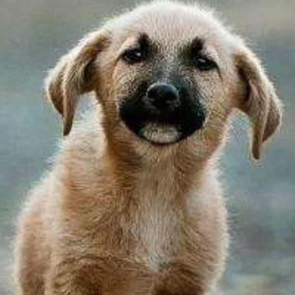 Meet your Posher, Rudd - Picture 1 of 1